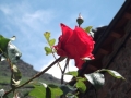 flors